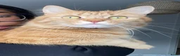 Mixed Breed cats for sale: Our Adorable Mixed-Breed Kittens - Ready June 3rd! - Advert 1