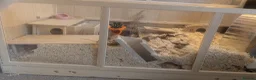 Hamster rodents for sale: Full Hamster Setup + Syrian Hamster Included - Advert 6