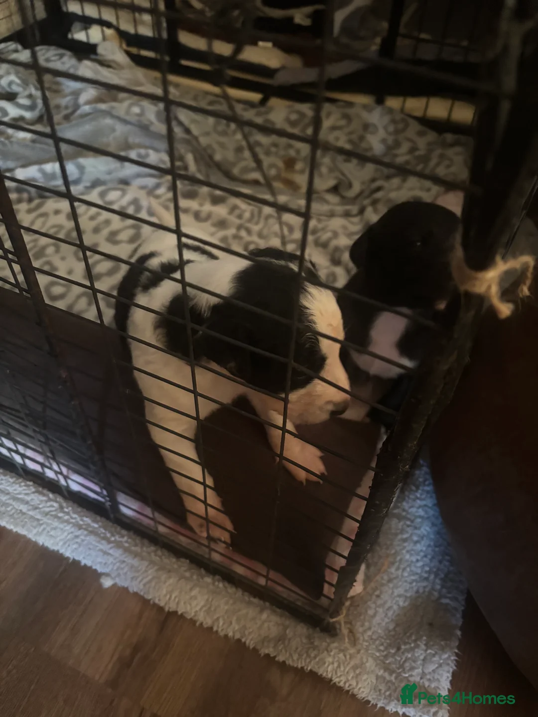 Mixed Breed dogs for sale: Whippet puppies  - Advert 15