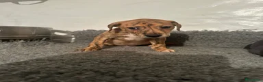 Lurcher Puppy 2