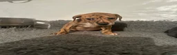 Lurcher dogs for sale: Lurcher puppies in Grange-over-Sands - Advert 13