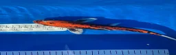 Koi Carp fish for sale: Large Koi Carp 10-12 & 12-14 Inch Stunning Koi - Advert 4