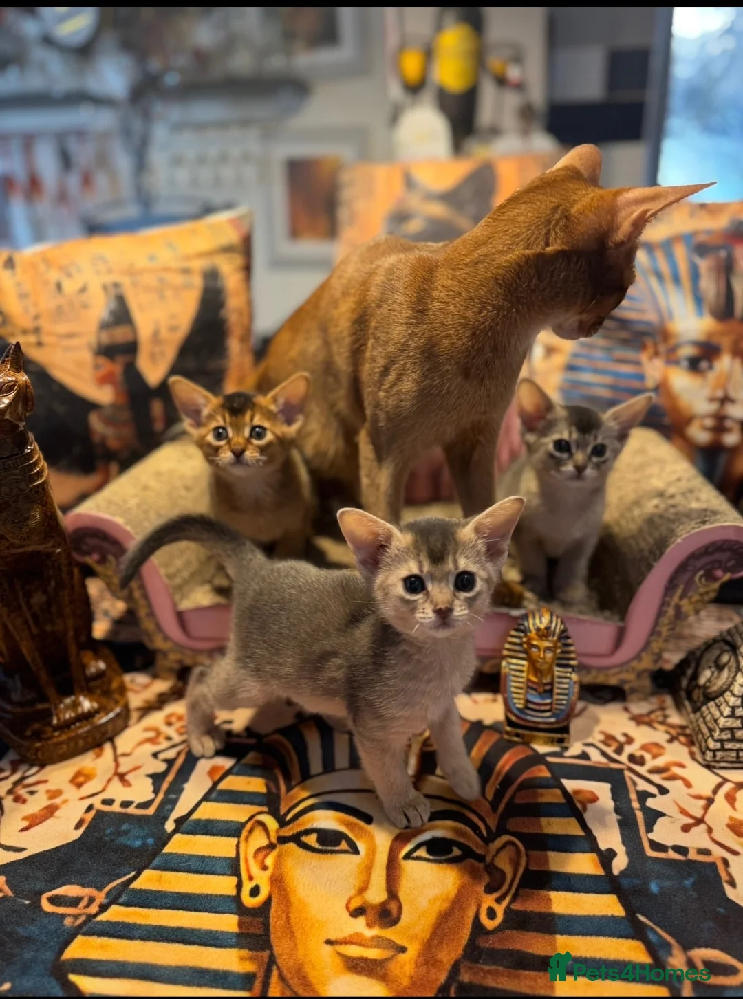 Abyssinian cats for sale: Three Abyssinian sisters looking for a new home - Advert 1