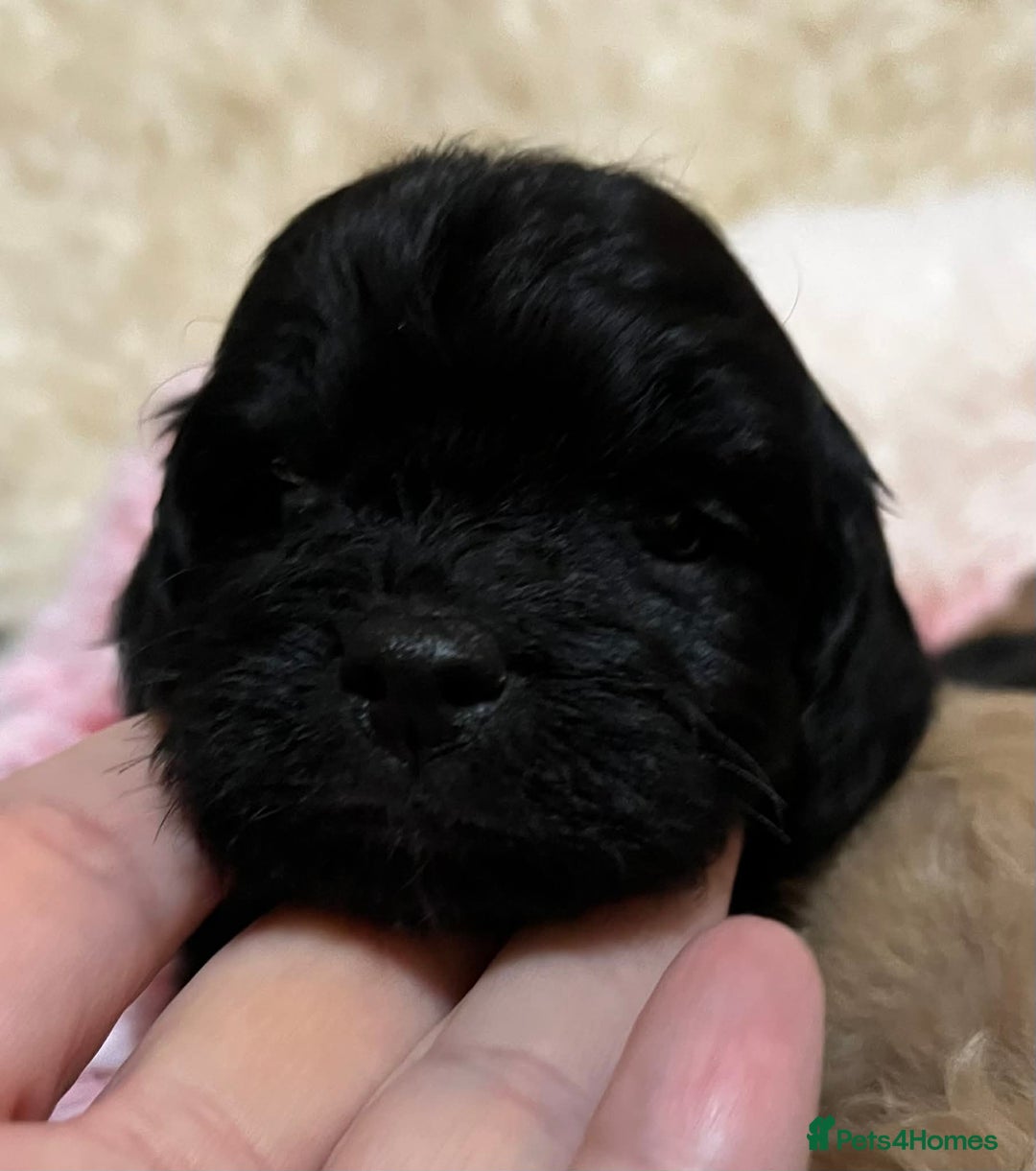 Cavapoo dogs for sale: Stunning litter of mix coloured tiny toy cavapoos - Advert 13