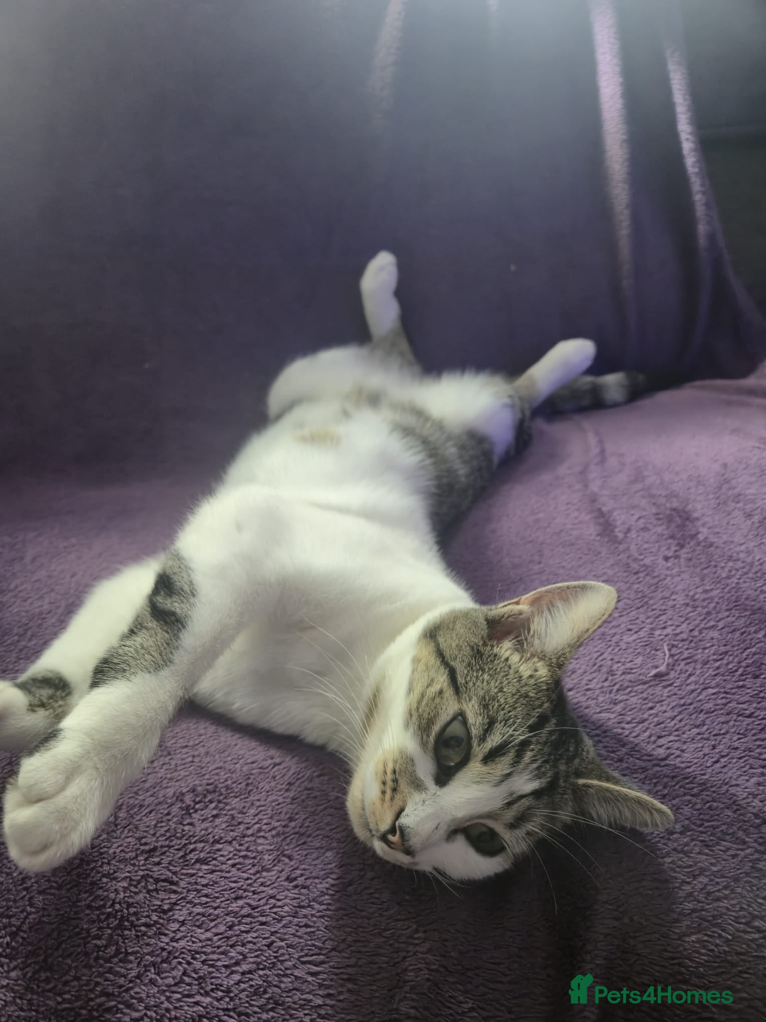 Domestic Shorthair cats Female cat - Advert 17