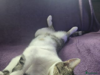 Domestic Shorthair cats - Advert 17