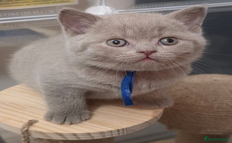 British Shorthair cats  Gccf British shorthair kittens champion lines 🏆 - Advert 14