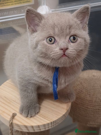British Shorthair cats Gccf British shorthair kittens champion lines 🏆 - Advert 14