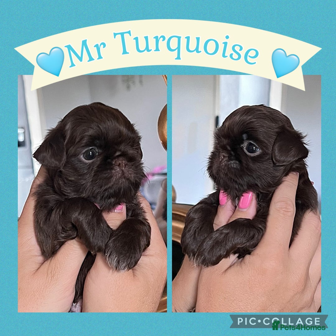Shih Tzu dogs for sale: Stunning KC chocolate imperial Shihtzu puppies - Image 25