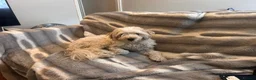 Mixed Breed dogs for sale: Polly in Sittingbourne - Advert 3