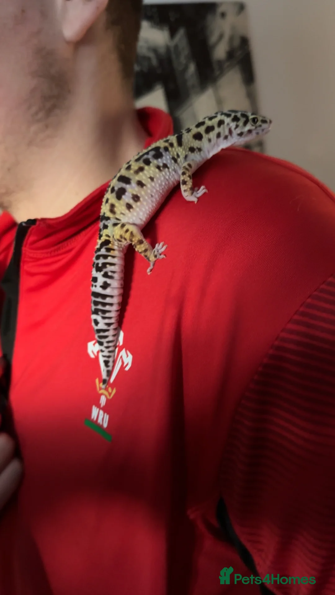 Leopard Gecko reptiles for sale: Leopard gecko  - Advert 2