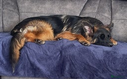 German Shepherd dogs for sale: German Shepherd Girl 13 months old  - Image 5