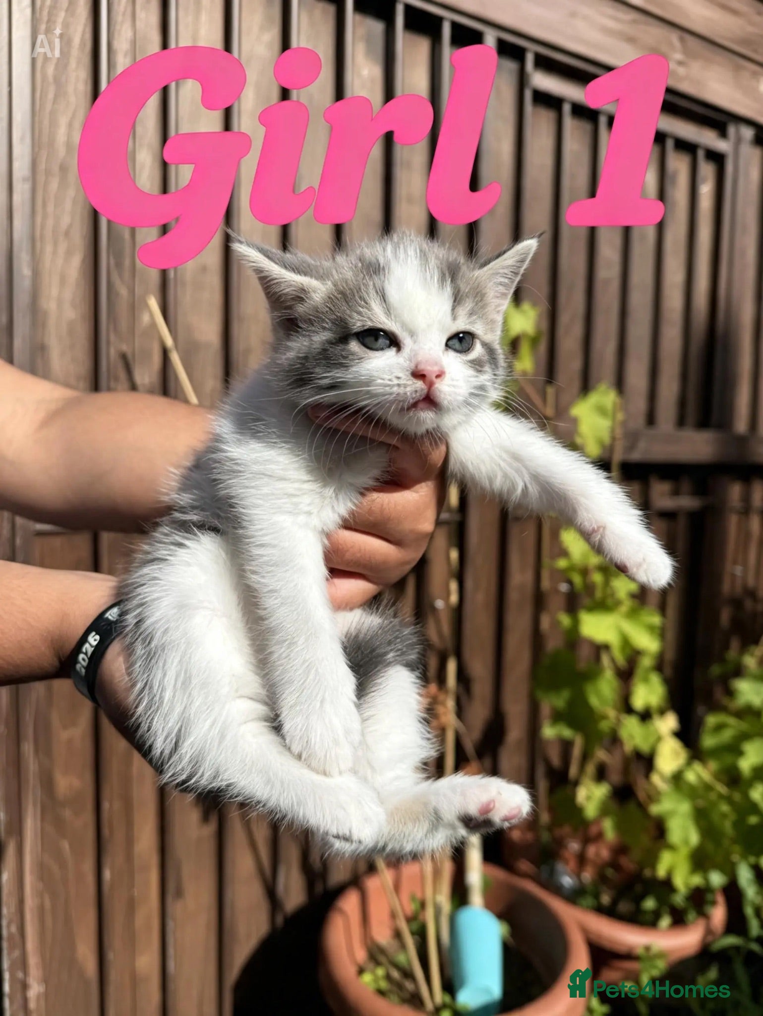 Mixed Breed cats 6 beautiful fluffy Bengal x Domestic kittens - Advert 2