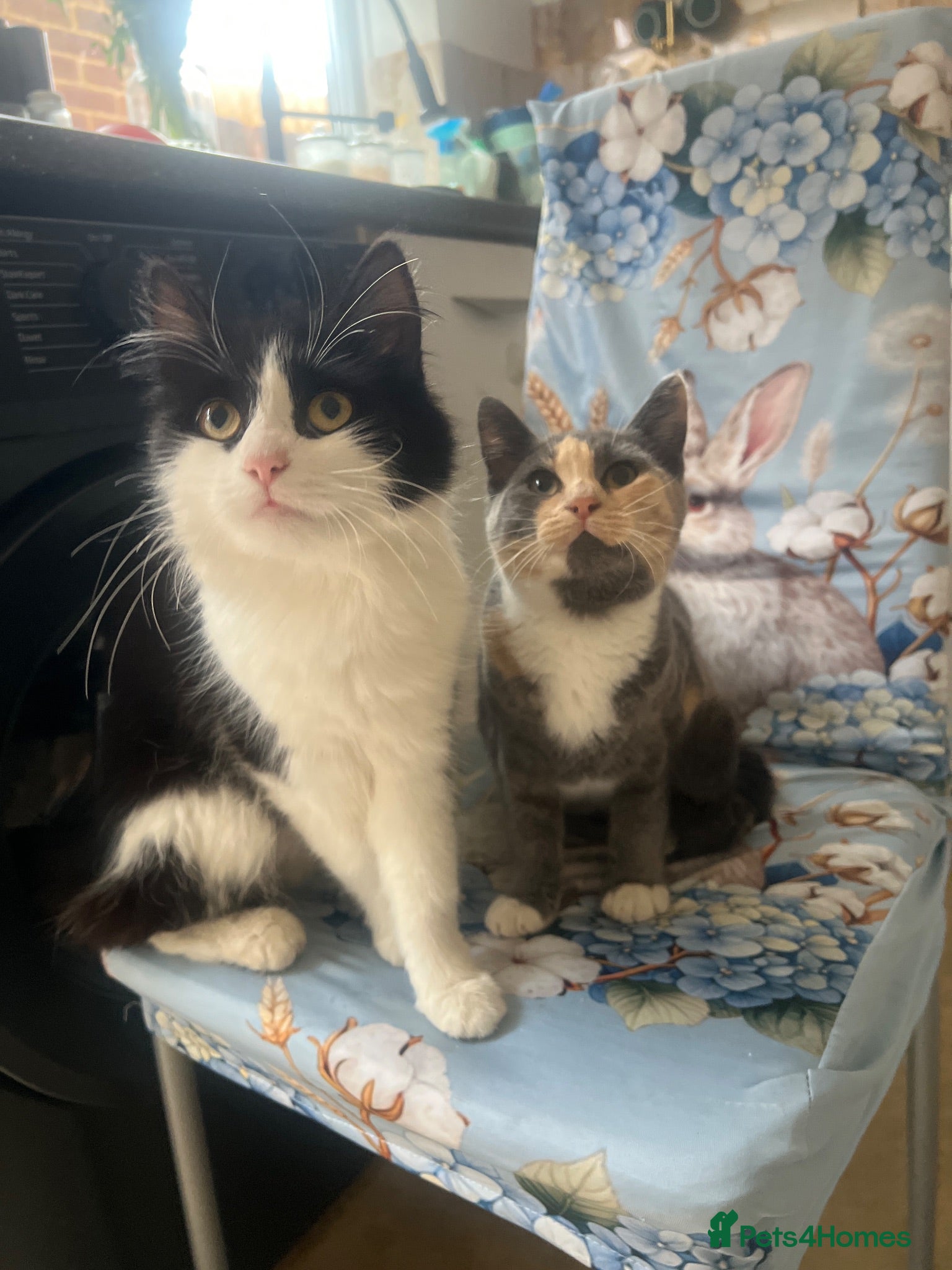 British Longhair cats Mixed breed - Advert 5