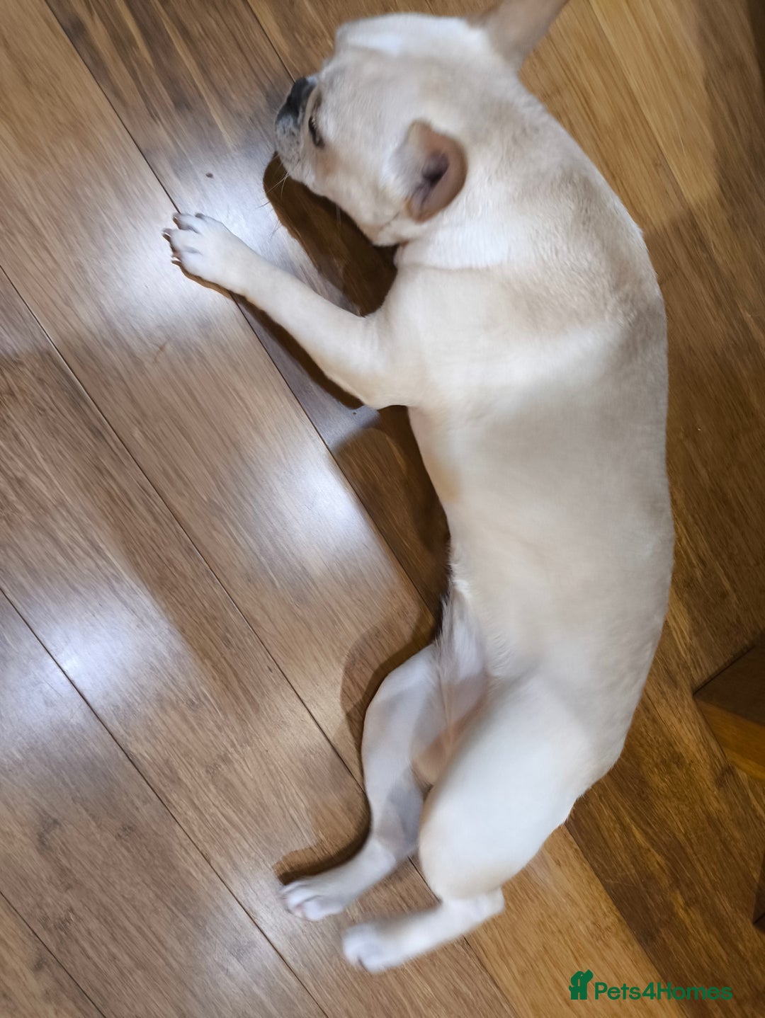 French Bulldog dogs for sale: French bulldog  - Advert 11