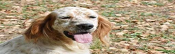 English Setter dogs for adoption: Zur   in Alfreton - Advert 4
