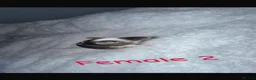 Mouse rodents for sale: Baby mice  - Advert 20