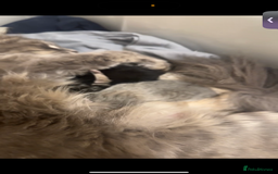 British Longhair cats for sale: British long hair  - Image 2