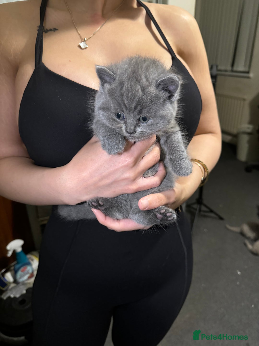 British Shorthair cats for sale: British shorthair lilac and blue - Advert 19