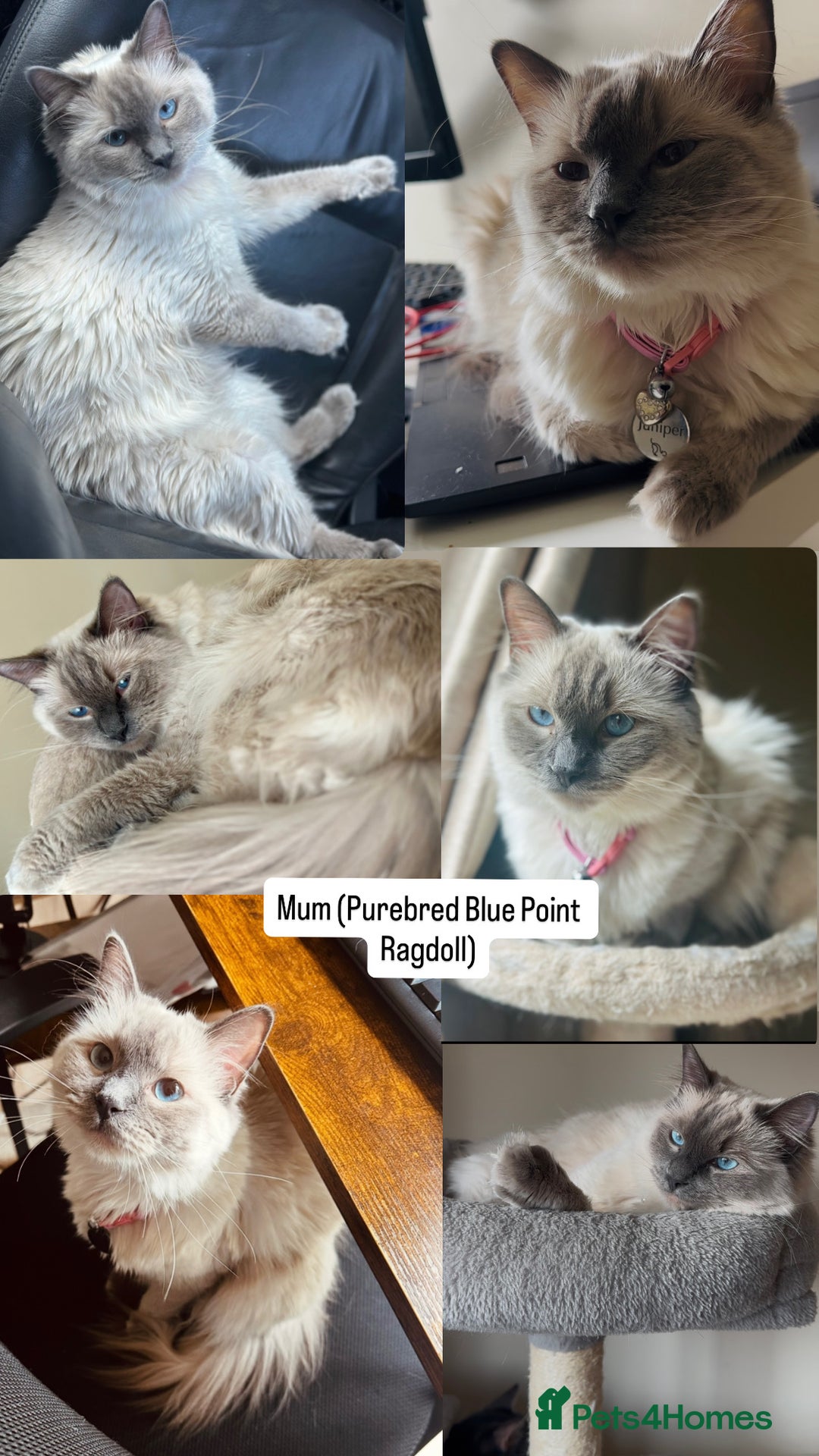 Ragdoll cats for sale: PUREBRED RAGDOLL KITTENS - Image 3