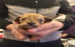 Mixed Breed dogs for sale: Bichon Frise / jackapoo puppies - Image 8