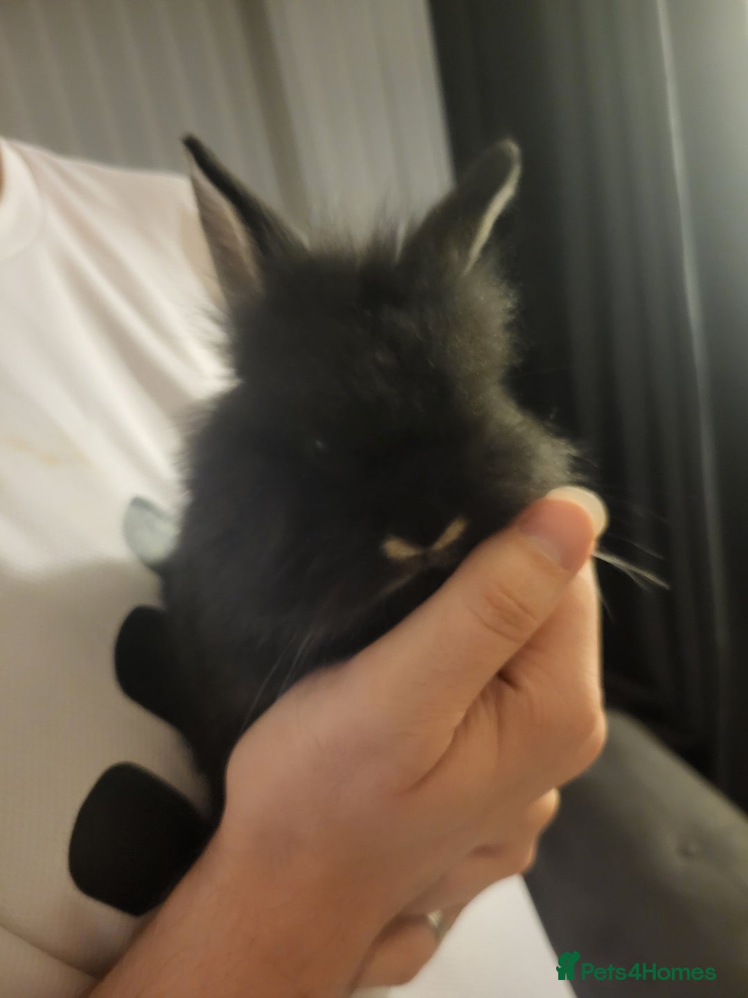 Mini Lion Lop rabbits for sale: Beautiful baby rabbits. - Image 3