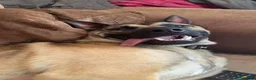 Mixed Breed dogs for sale: German Shepherd x Belgian Malinois Brothers in Birmingham - Advert 7