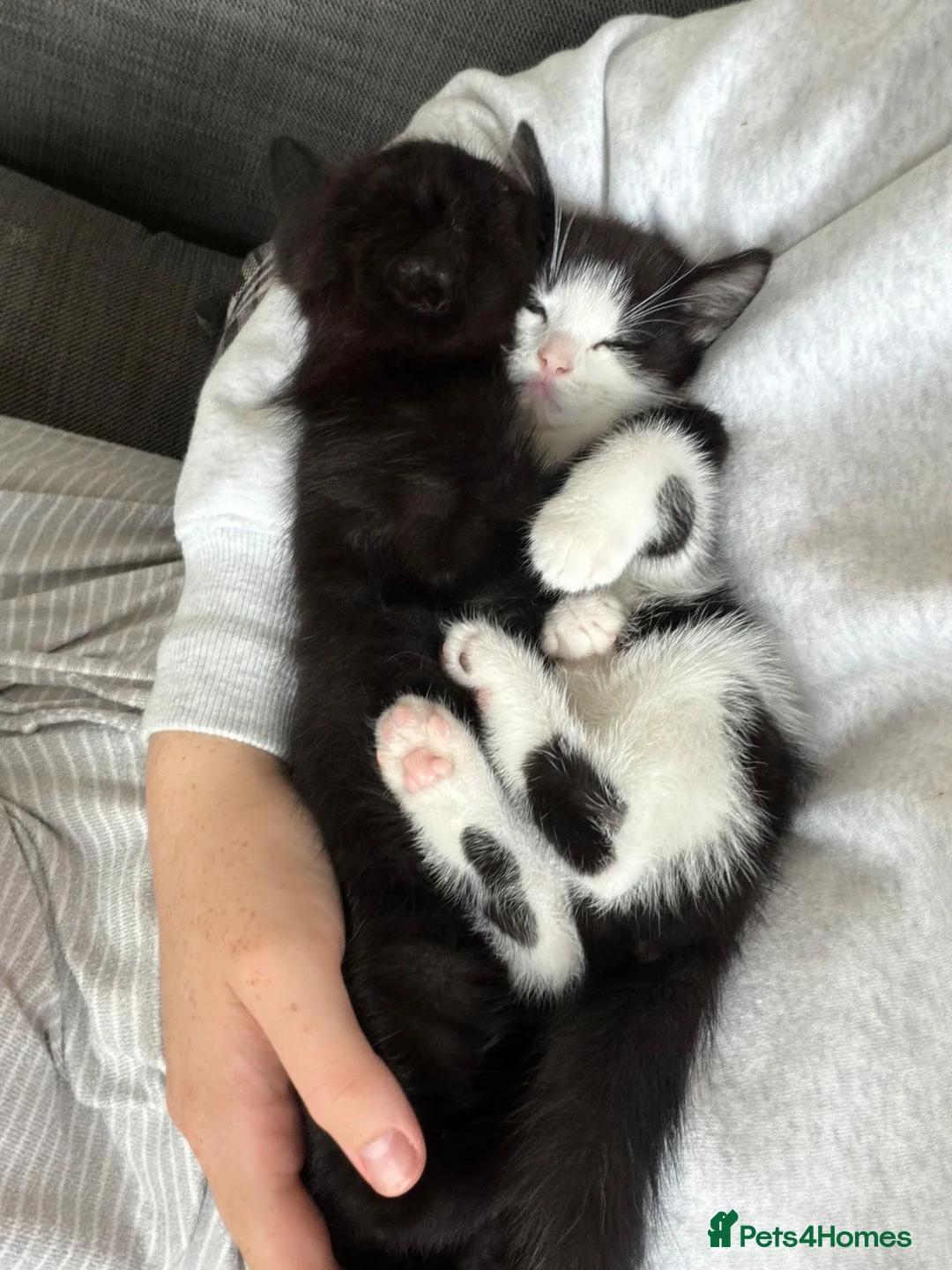 Mixed Breed cats for sale: 2 kittens  in Castleford - Advert 1