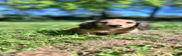 Miniature Dachshund dogs for sale: Miniature Dachshund Boy KC Registered in Hayling Island - Advert 6