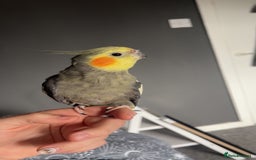 Cockatiels birds for sale: cockatiel for sale  - Image 2