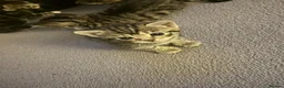 Mixed Breed cats for sale: Tabby kittens - Advert 12