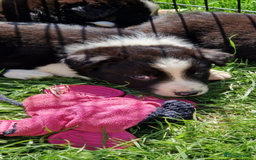 Border Collie dogs for sale: Border collie pups 6 weeks old  - Image 5