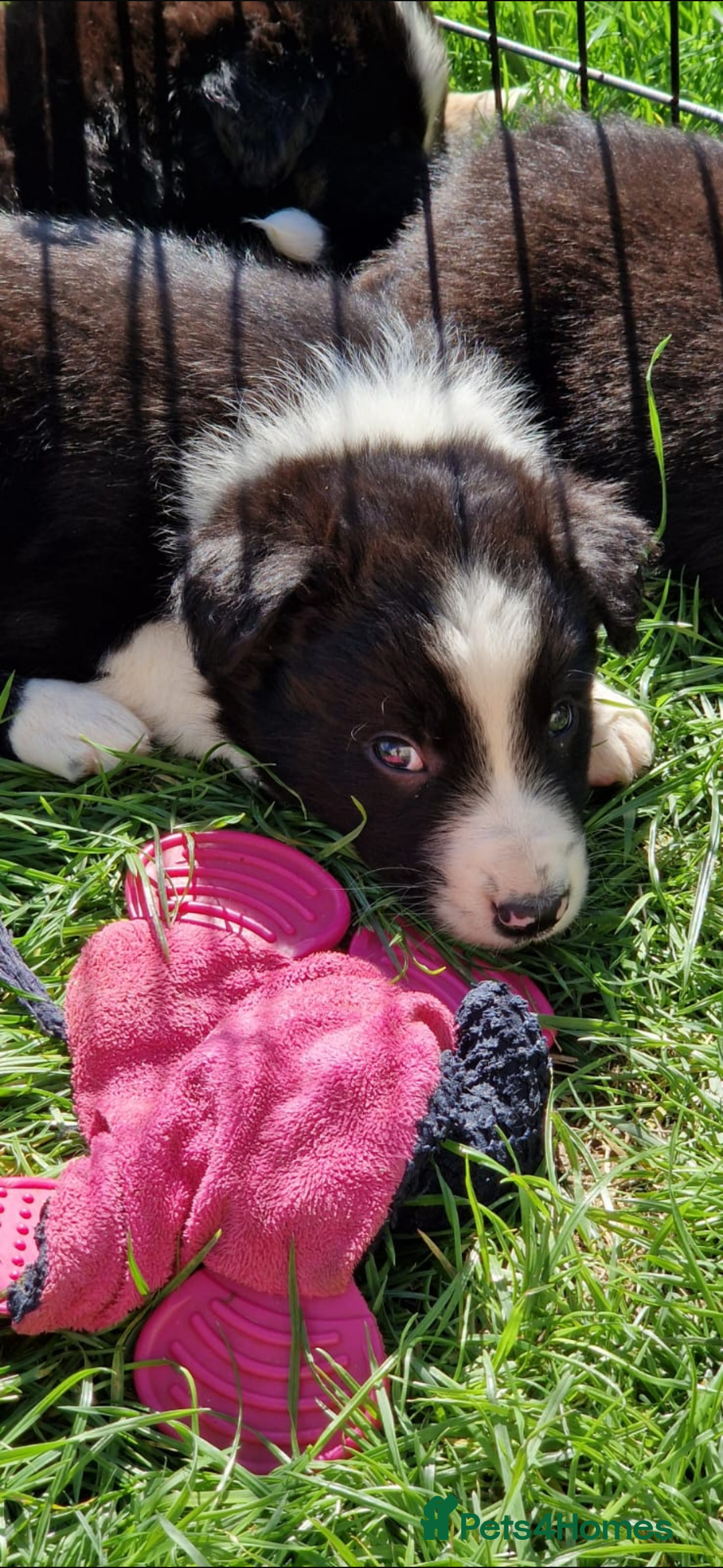 Border Collie dogs for sale: Border collie pups 6 weeks old  - Image 5