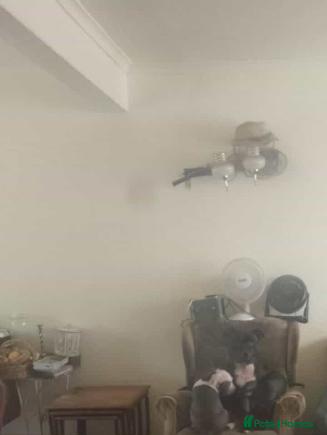 Staffordshire Bull Terrier dogs for adoption: Holistic homes needed for young staffies  - Advert 4