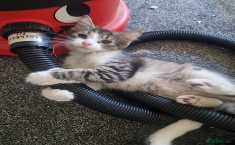 Mixed Breed cats - Advert 4