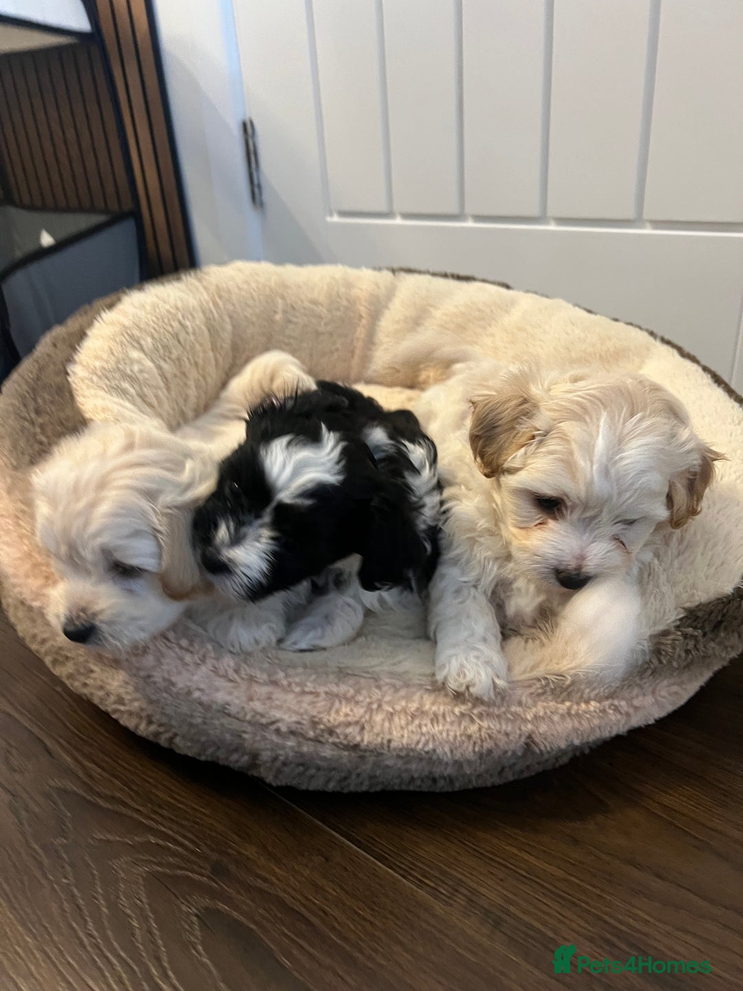 Mixed Breed dogs for sale: Havapoo/Chorkie mix - Advert 2