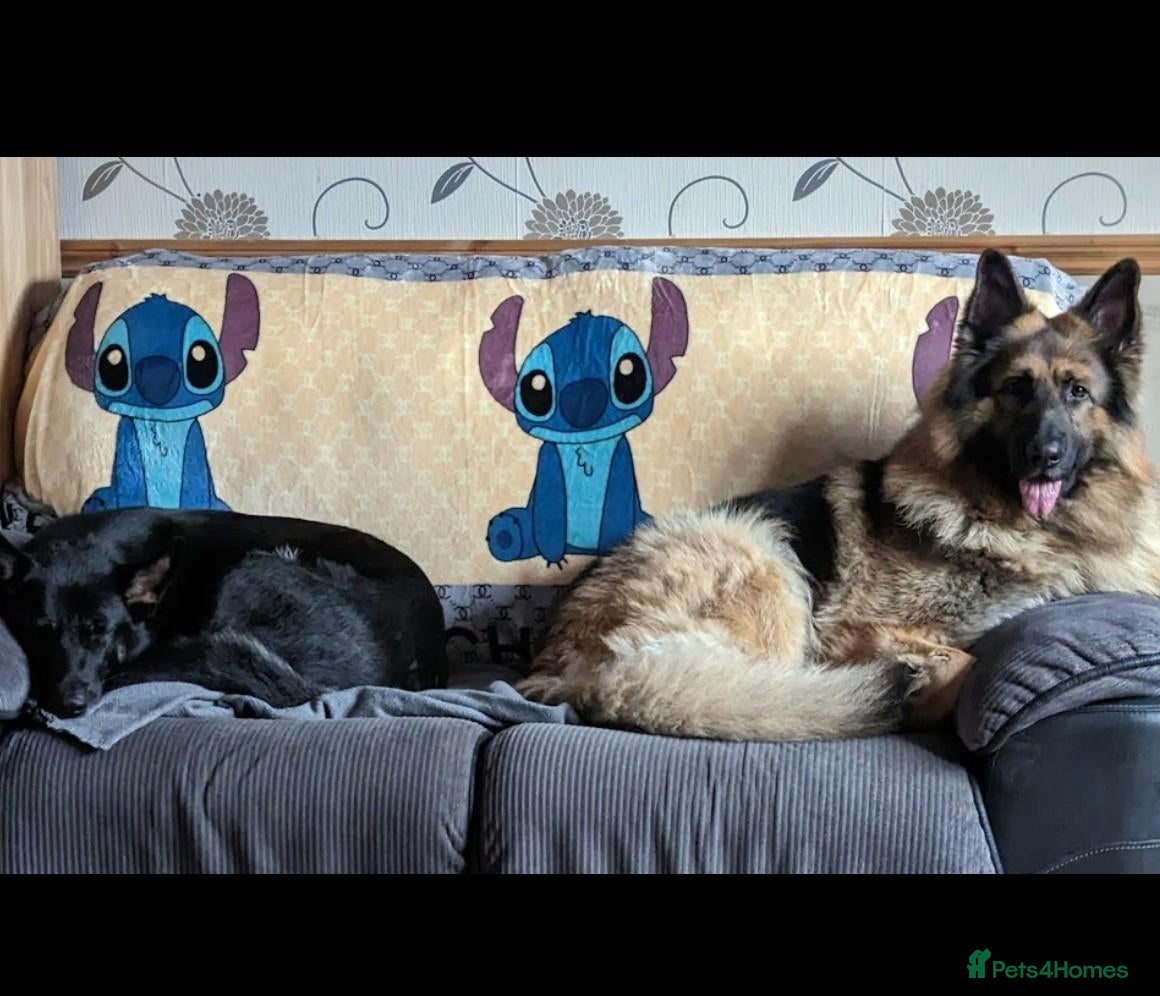 German Shepherd dogs 2 German shepherds need a loving home - Advert 1
