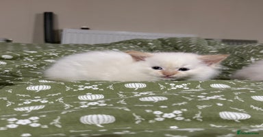 Ragdoll cats - Advert 2