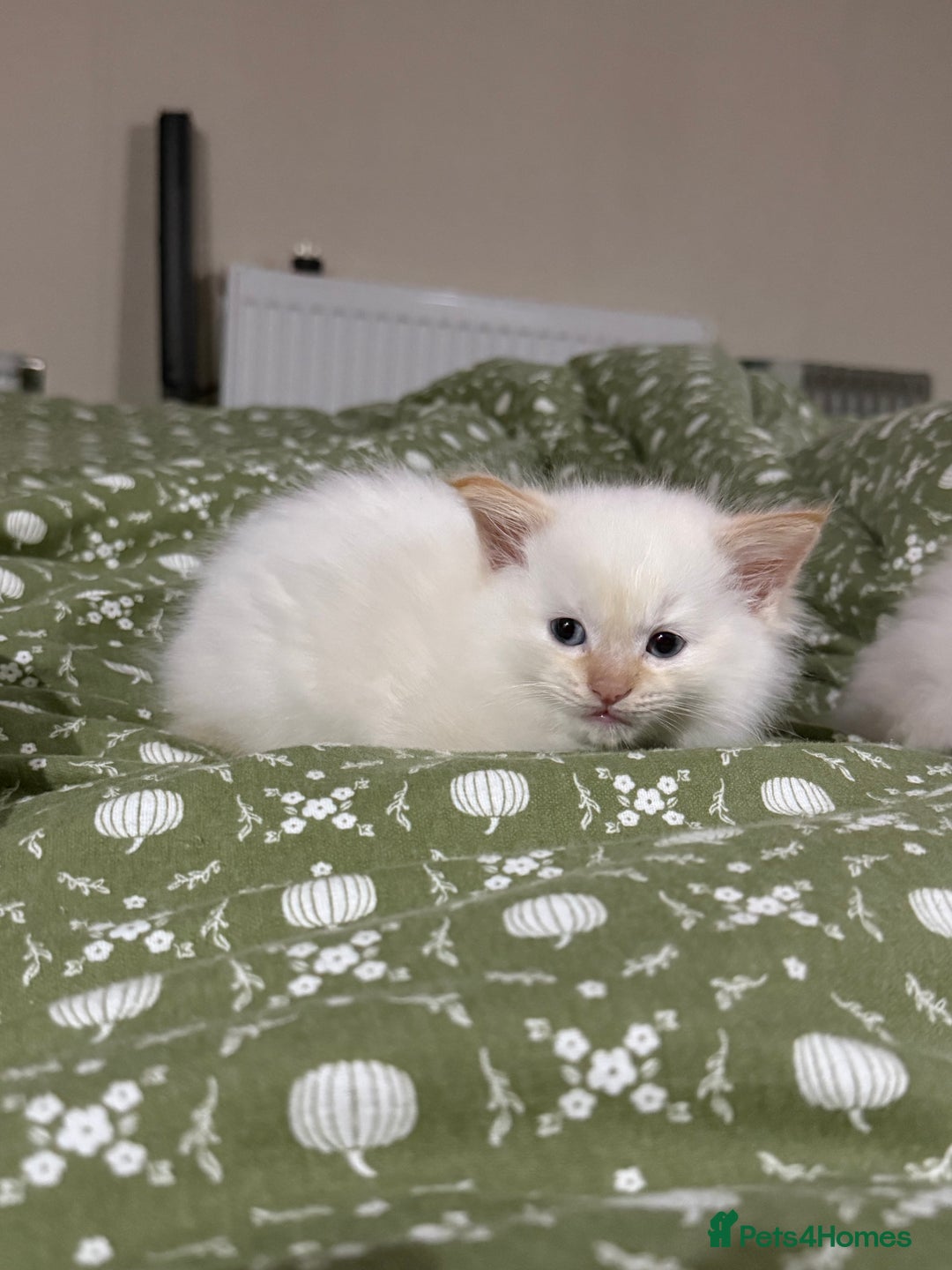 Ragdoll cats for sale: 🌟 Beautiful Ragdoll Kittens – Ready Soon! 🌟 - Image 2
