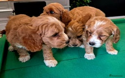 Cockapoo dogs for sale: Cockapoo - Image 14