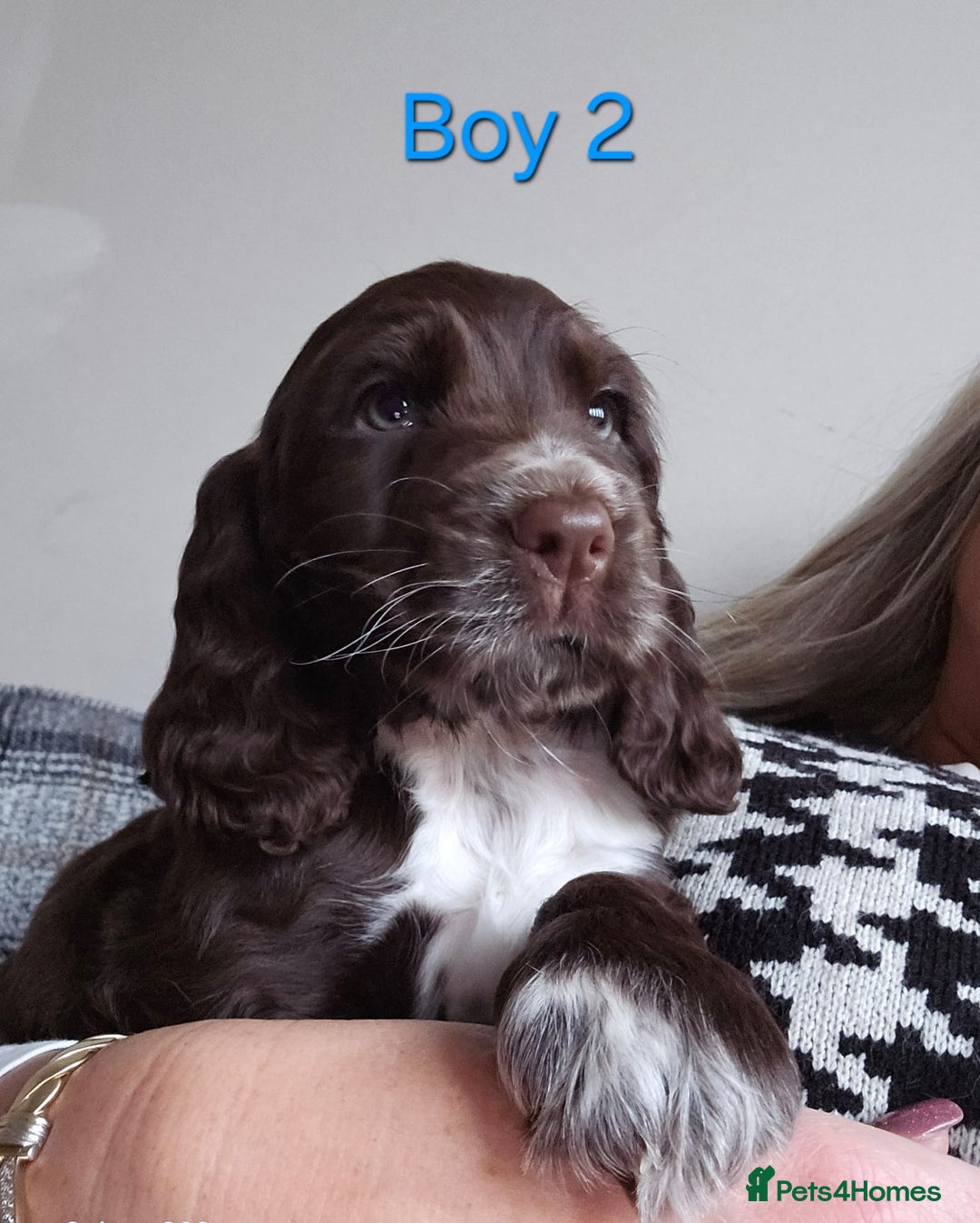 Cocker Spaniel dogs for sale: stunning show cockers - Image 7