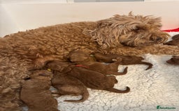 Aussiedoodle dogs for sale: Australian labradoodle puppies  - Image 16