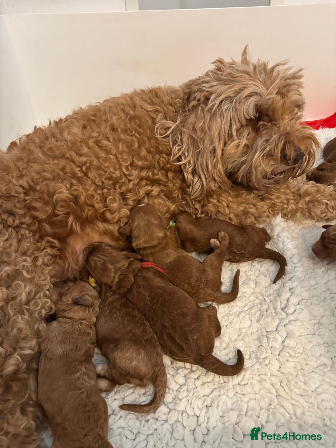 Aussiedoodle dogs for sale: Australian labradoodle puppies  - Image 16