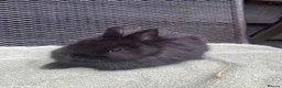 Netherland Dwarf rabbits for sale: 1 male Netherland Dwarf Rabbits available now - Advert 9