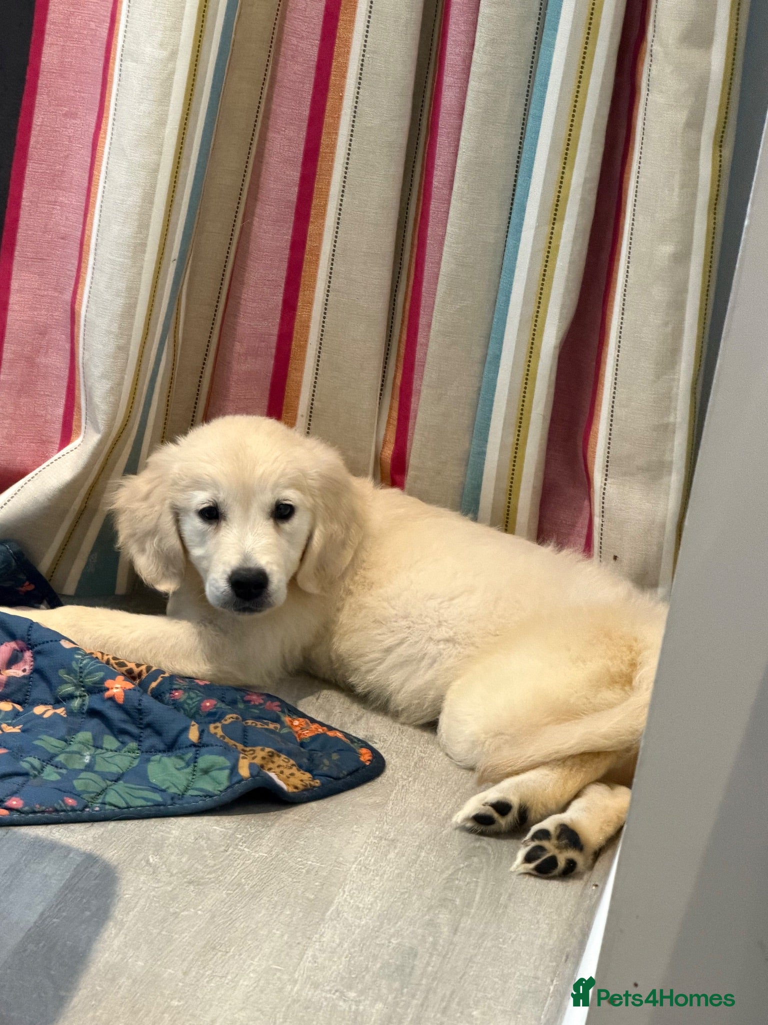 Golden Retriever dogs 1 girl left ready now!!! - Advert 1