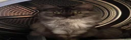 Maine Coon cats for sale: Adult Maine Coon Female – 4 years old  - Advert 2