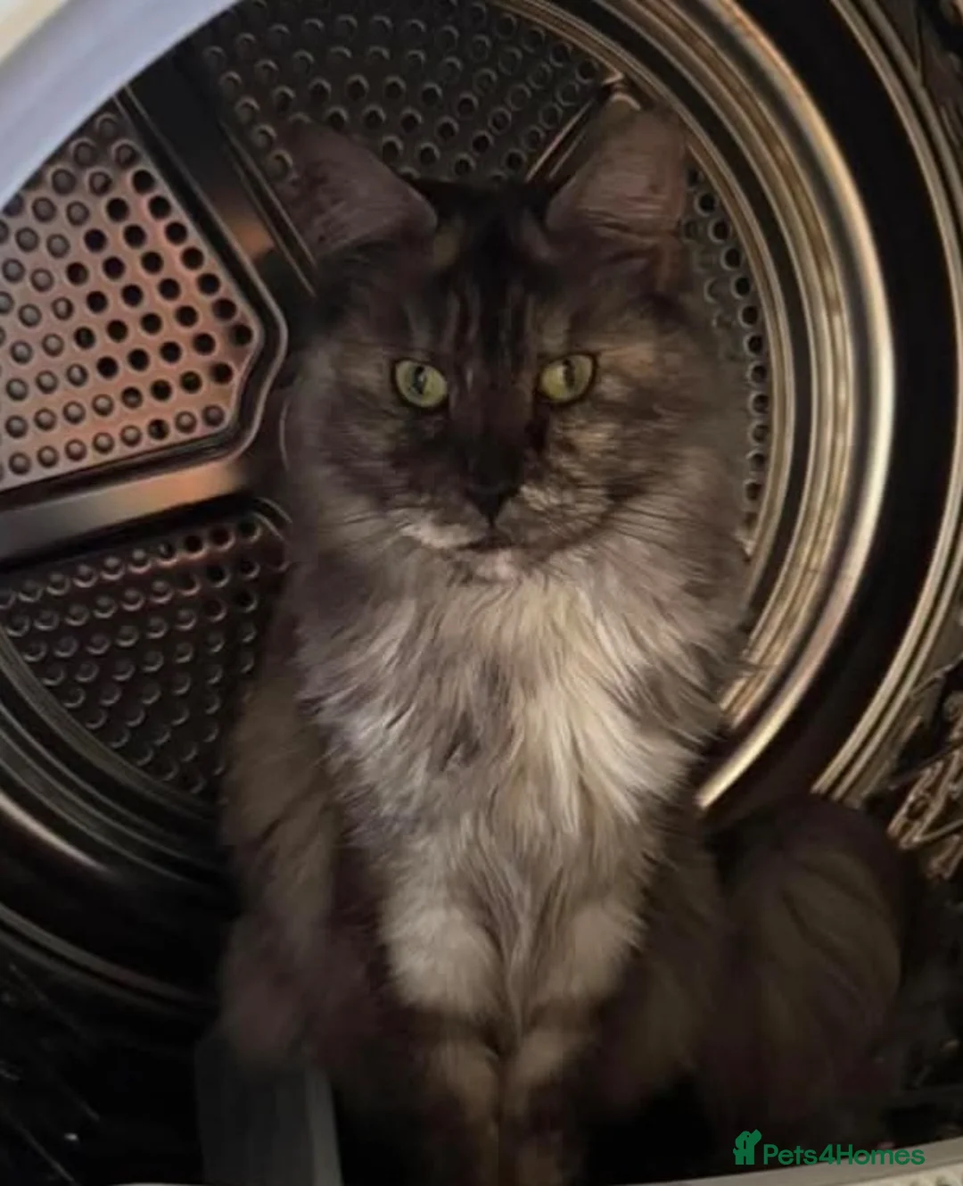 Maine Coon cats for sale: Adult Maine Coon Female – 4 years old  - Advert 2