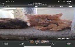 Ragdoll cats for sale: Ragdol mix kittens  - Image 3