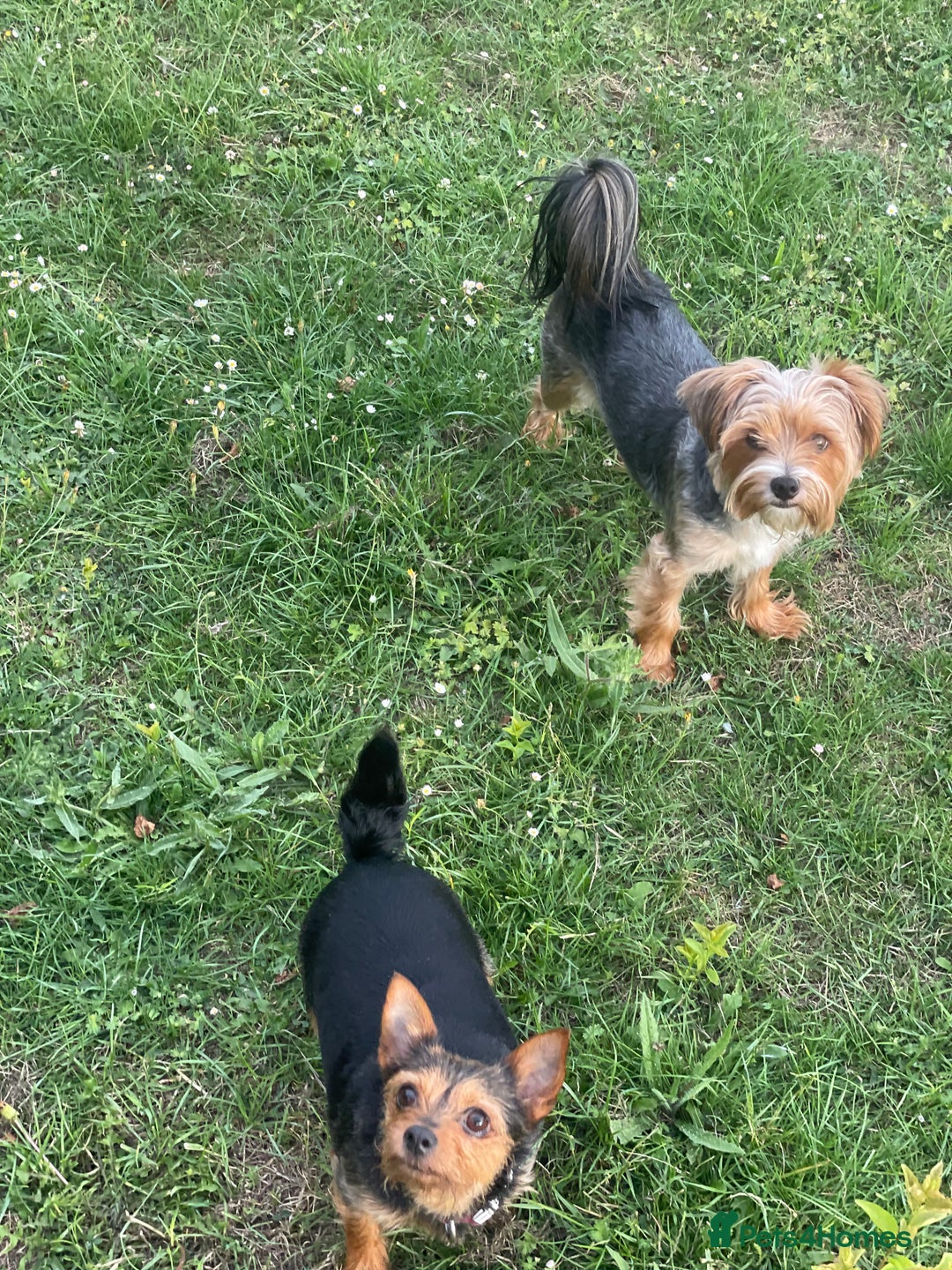 Yorkshire Terrier dogs for stud: 🐶 Yorkshire Terrier Stud Available 🐶 - Advert 5