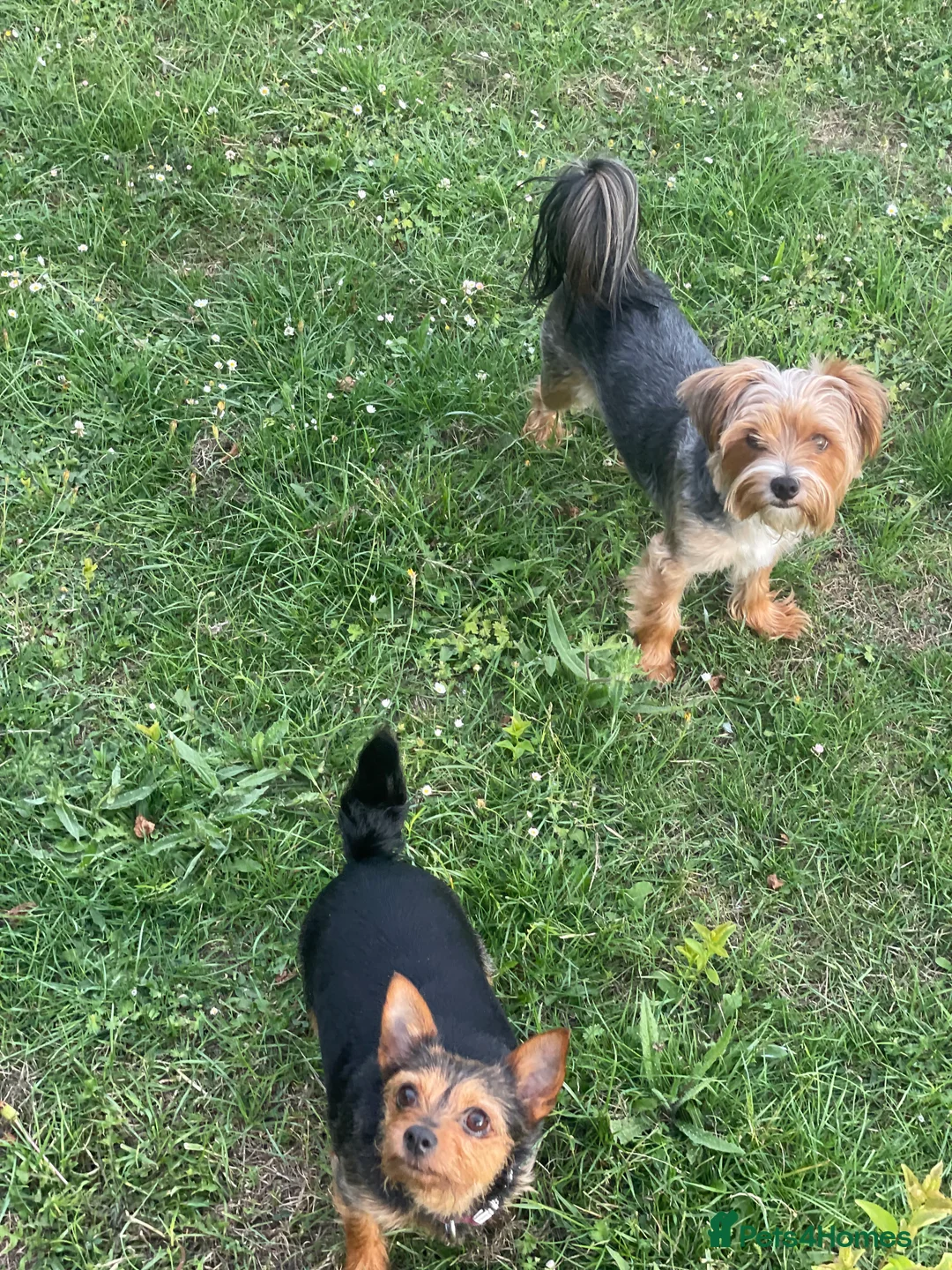 Yorkshire Terrier dogs for stud: 🐶 Yorkshire Terrier Stud Available 🐶 - Advert 5